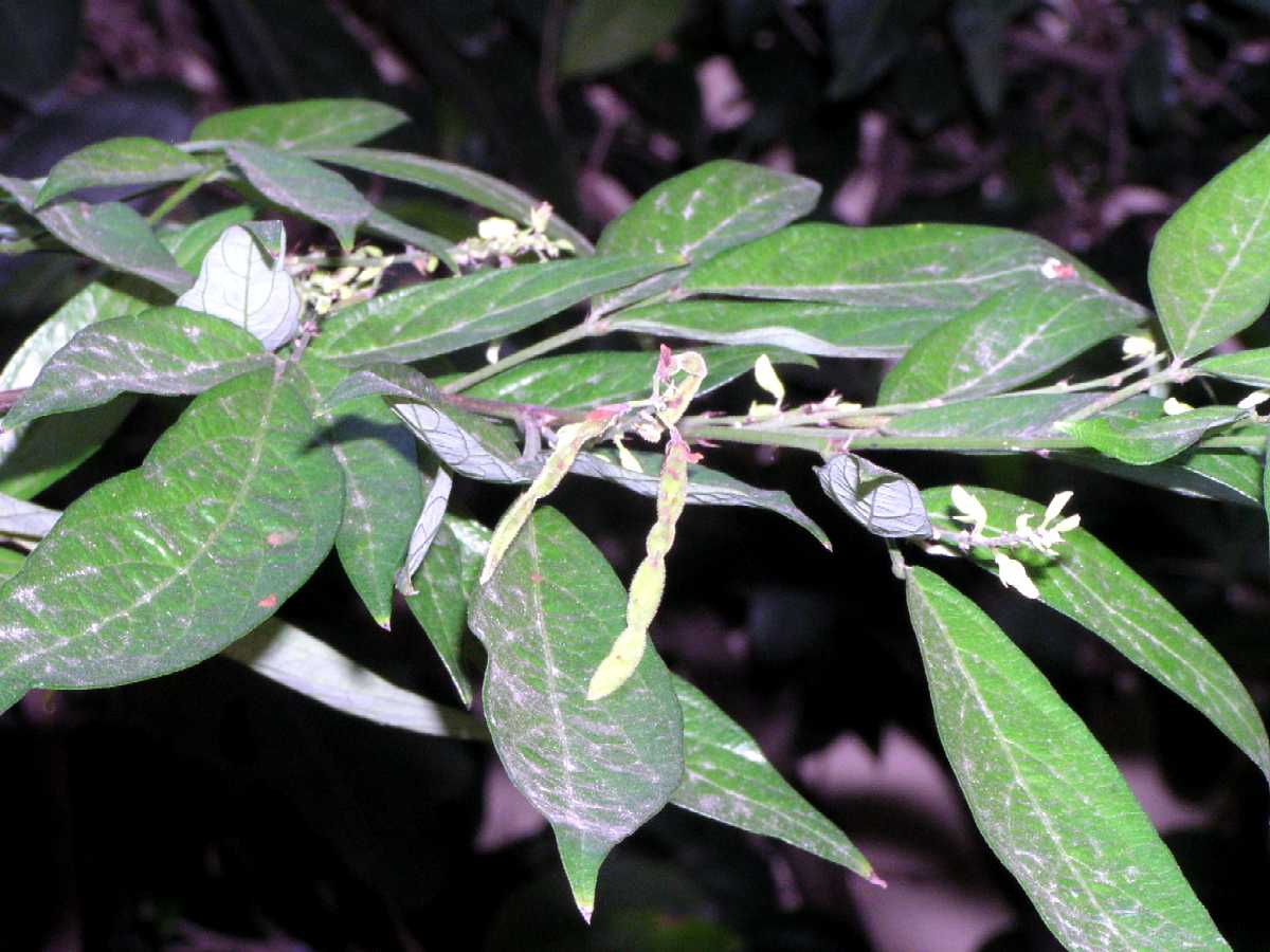 Desmodium_caudatum_Da310019.jpg